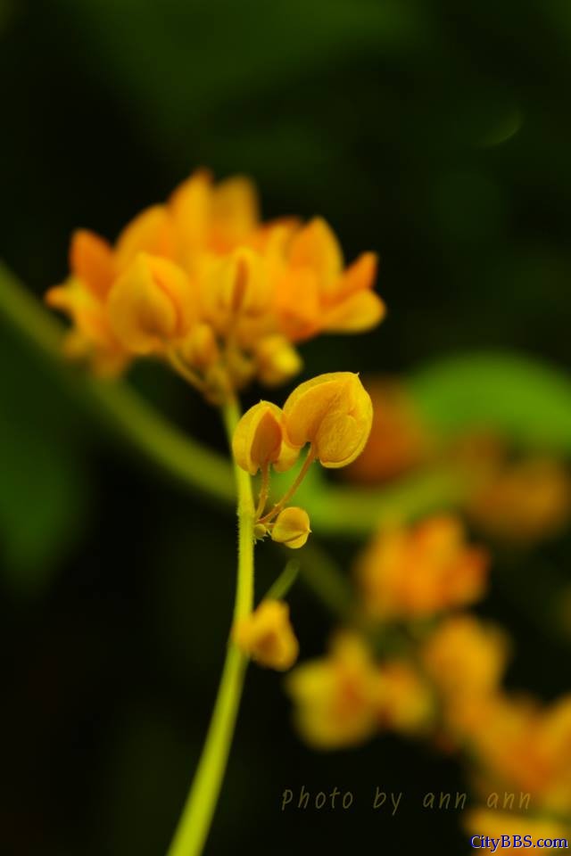 清迈旅游风情_Chiang Mai Travel 清迈旅游风情_Chiang Mai Travel