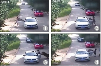 游客遭虎袭事件 女儿遭扑咬母亲施救被咬死